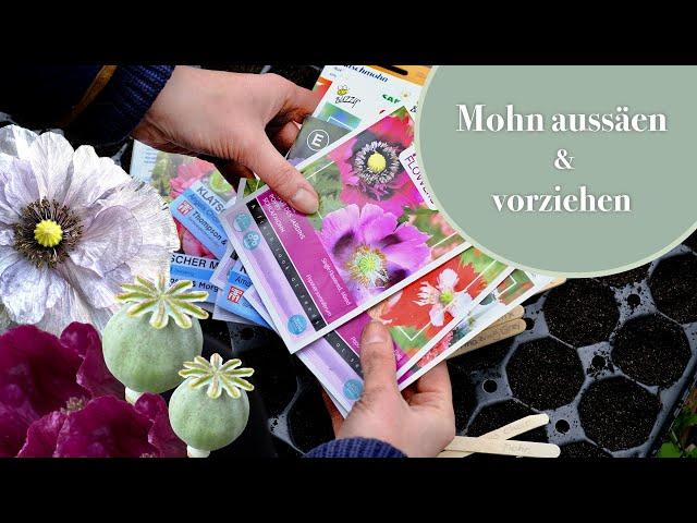 Warum ich Mohn vorziehe  Vorziehen & Direktsaat I 1-jähriger, 2-jähriger und mehrjähriger Mohn