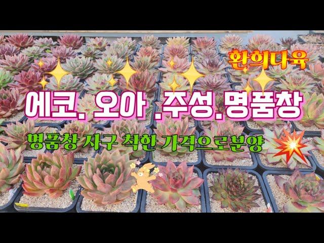#환희다육 #자구분양 #명품#에코. 오아 주성#다육판매 #매니아