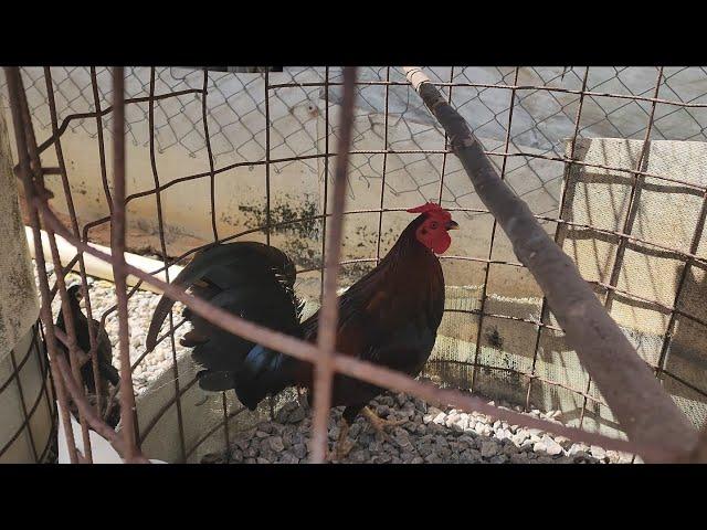 gallos de traba ambiory caño azul cabrera