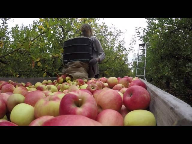 Apple picking New-Zealand