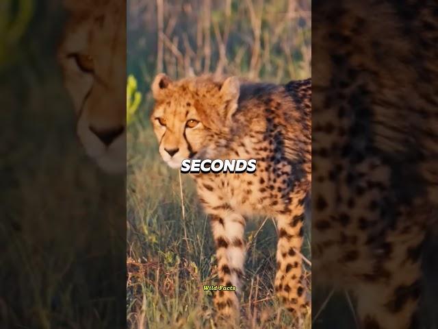 This Animal Is Faster Than a Sports Car! ️ #WildFacts #cheetah #wildlife #wildanimals