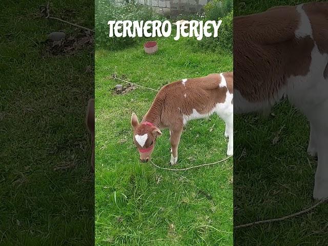 ternero jersey #short #terneros #jersey #cuteanimals