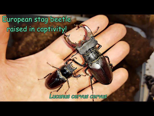 The European stag beetle raised at home! (Lucanus cervus cervus)