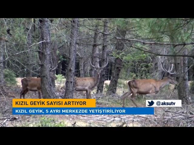 Kızıl geyik sayısı artıyor