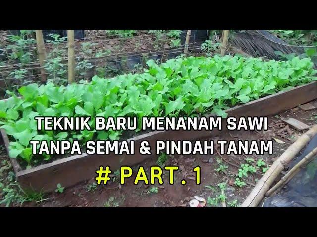 Cara Baru Menanam Sawi Tanpa Semai & Pindah Tanam # PART 1