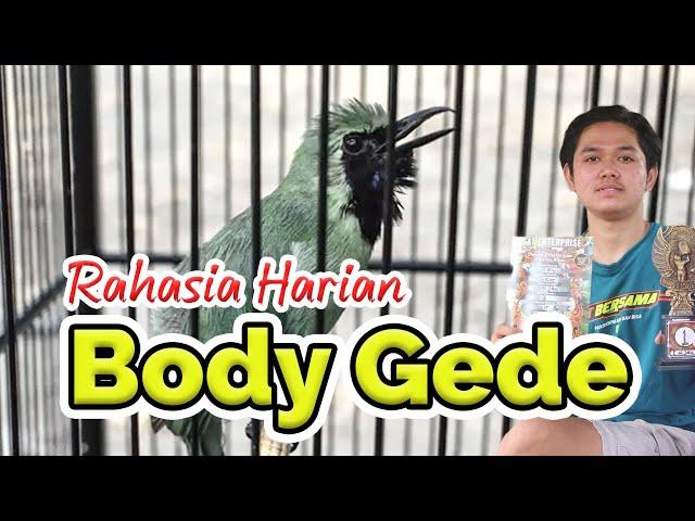 [CI BONGE] Rawatan harian cucak ijo body gede cucak ijo body big cucak ijo body besar by HoBi ID