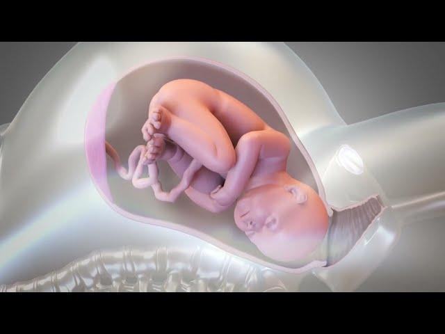 Child Birth , Normal delivery Animated Video ｡⁠◕⁠‿⁠◕⁠｡