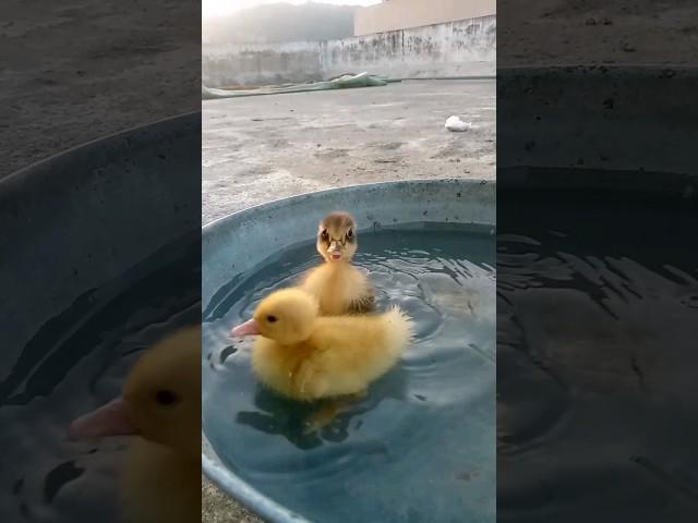 Baby ducks first bath first time swimming cute little baby duck #beautiful #bird #youtubeshorts Duck