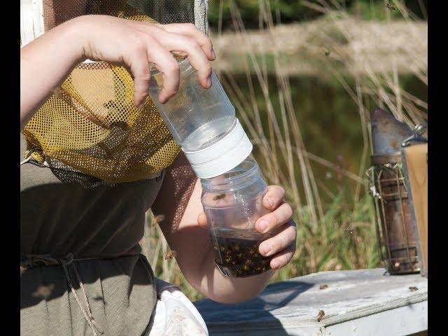 Varroa mite monitoring: Alcohol wash