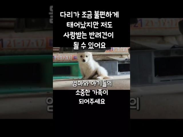 복숭아 밭에서 추운 겨울을 보내고 있는 아이들의 소중한 가족이 되어주세요 #강아지#반려견#유기견#입양#임보#아기#가족#pet#dog#puppy#family#adoption