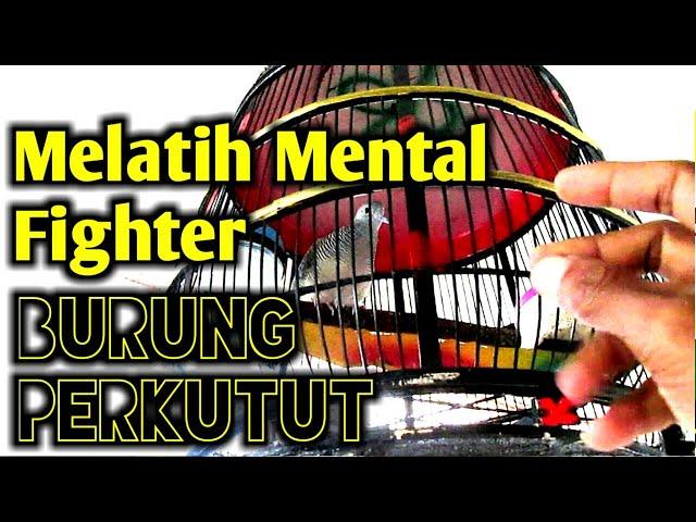 Cara melatih mental perkutut lokal