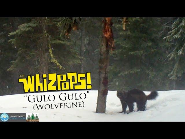 Gulo Gulo (Wolverine Song) by The Whizpops!