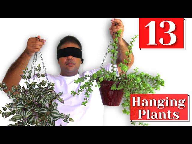 13 Best Hanging Plants जो कटिंग से 7,8 दिन मे उग जाते है