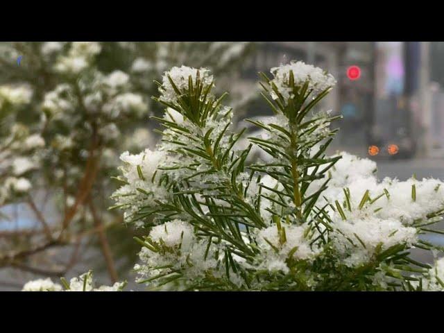 Japan: First snow of 2022 in Tokyo | AFP
