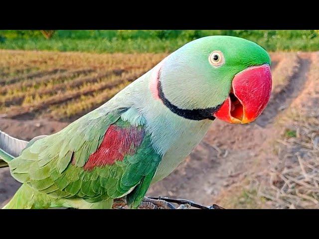 Parrot Mithu Live