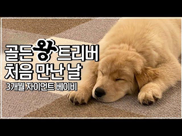 왕 크니까 왕 귀여운 3개월 골든리트리버 새끼 강아지 입양 첫 날 (전문견사 입양 VLOG)