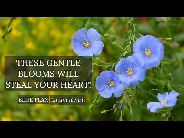 How to grow Blue Flex, Linum lewisii