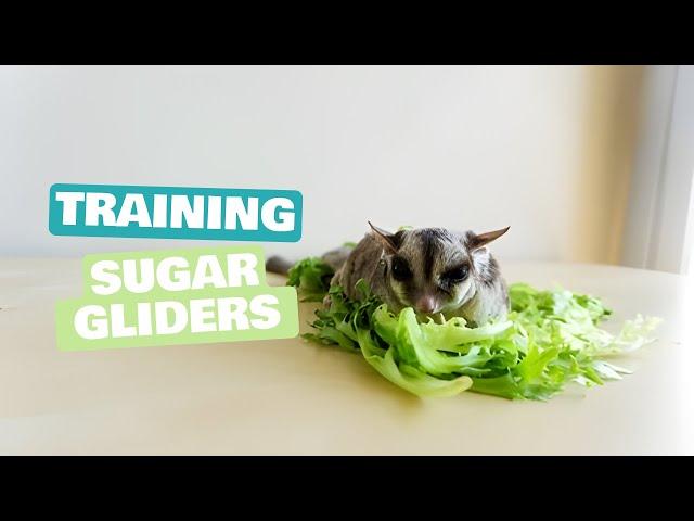 Essential Tips for Beginners: How to Train Sugar Gliders