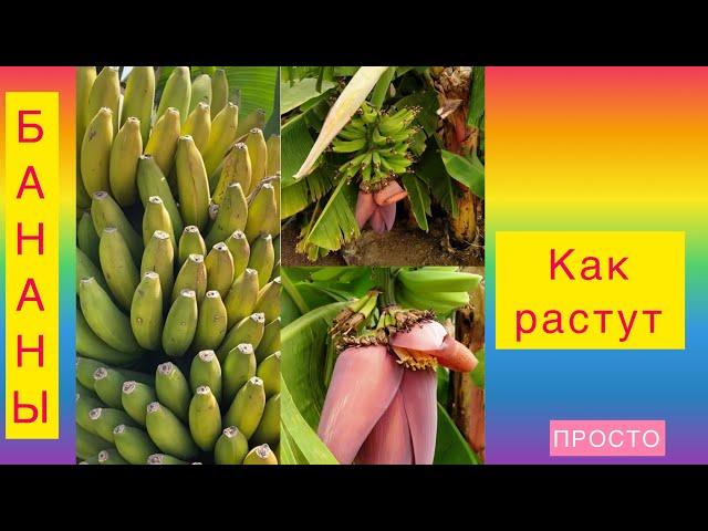 Как растут БАНАНЫ. Детям о природе ПРОСТО.