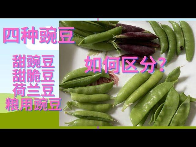 四种豌豆：甜豌豆，甜脆豆，荷兰豆和粮用豌豆