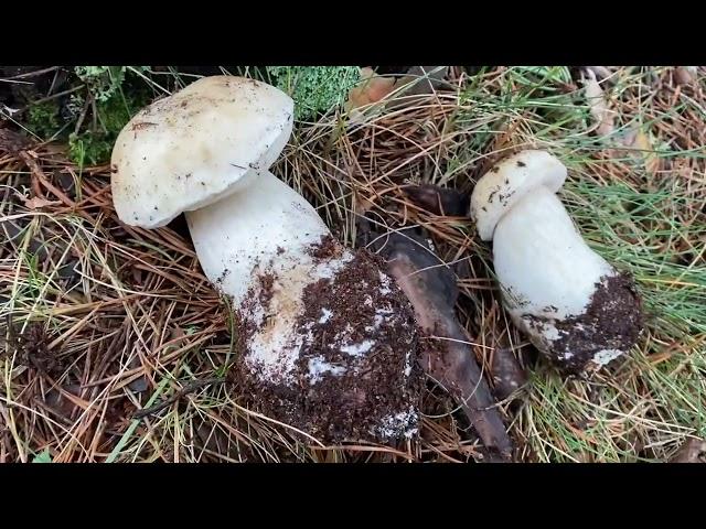 Boletus Edulis ( fin de temporada )