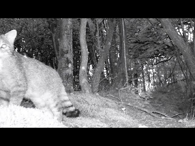 Europäische Wildkatze und junger Rotfuchs. Eifel bei Dohr 24.8.2017