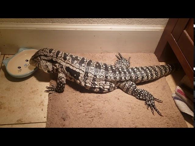 Argentine black and white tegu slurping up water