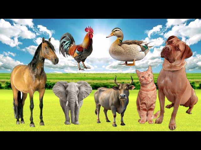 Wild Animal Sound - Cow, Dog, Elephant, Horse, Duck, Chicken, Cat.! Animal moment