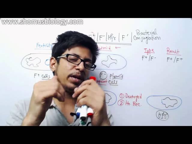 Bacterial Conjugation - Hfr, f prime and f plasmid