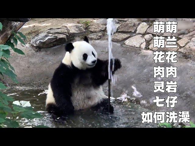熊猫如何洗澡：萌兰大战水龙头，花花全靠谭爷爷伺候，肉肉哈哈笑，灵岩边洗边唱，七仔边洗边扭