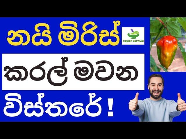 Why use Potassium rich fertilizer for soctch bonnet .K44  පොහොර යෙදුවොත් නම්  /Ceylon Survival