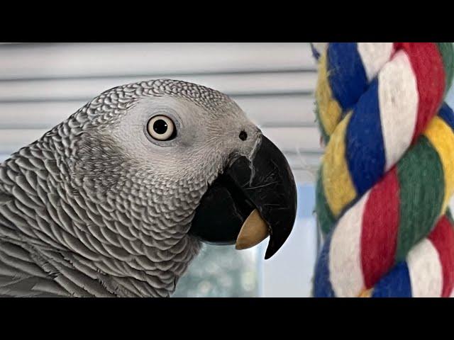 A couple of minutes with Symon the African Grey ParrotPoor dad#africangrey #talkingparrot #birds