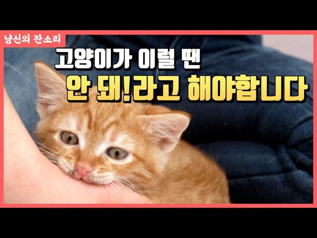 고양이 나쁜 버릇 고치기위한 팁!! |  꼭 필요한 안 돼 교육! 고양이에게 언제해야할까?