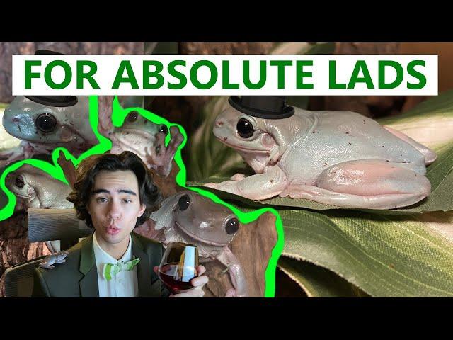 White's Tree Frog Care for Absolute Lads