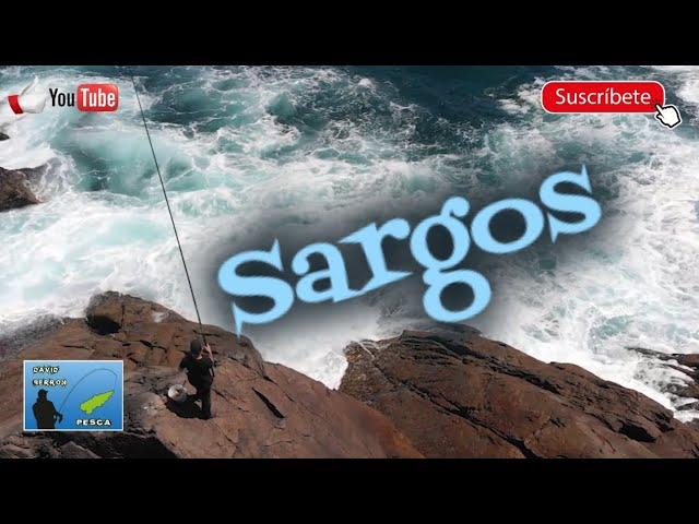 Pescando sargos a boya, documental "Conociendo al sargo"