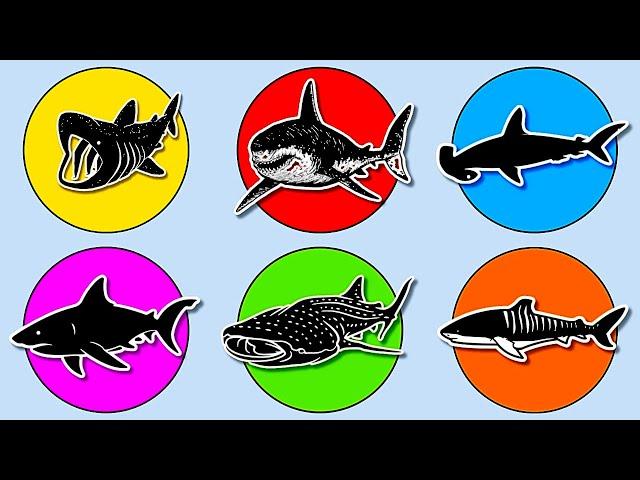 Sharks: Megalodon, Whale Shark, Great White Shark, Basking Shark, Hammerhead & Tiger Shark.  MN051