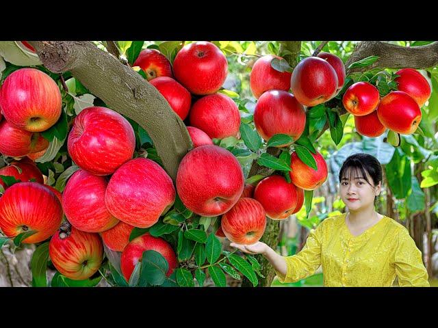 Process making cook apple pie super delicious - 2 years harvest "snow white" apples in the forest