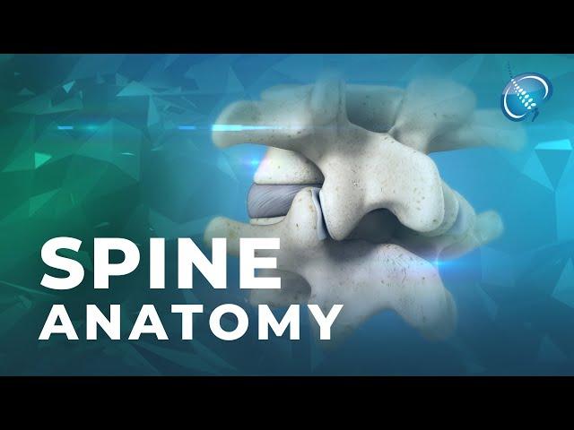 Spine Anatomy | Know Your Spine