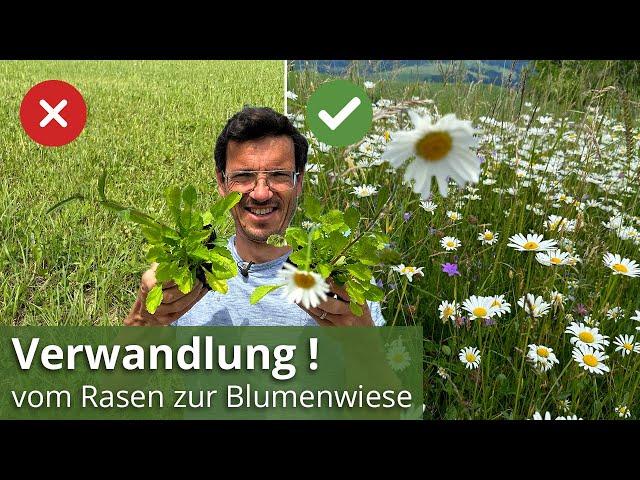 MEINE TOP TIPPS  ️ So verwandelst du den Rasen in eine Blumenwiese, Initialbepflanzung