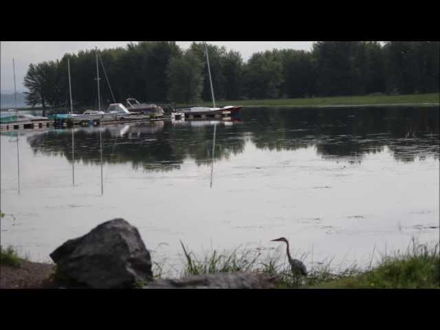 Blues Heron Take Off, Eh (In Flight)