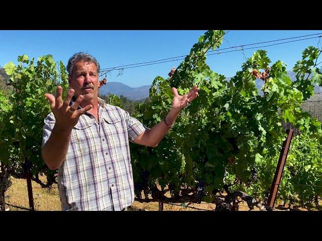 In the Vineyard at Lokoya: Spring Mountain Cabernet