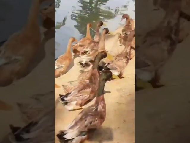 Lessons from the Goose: The Power of Teamwork #shorts #TeamworkLessons