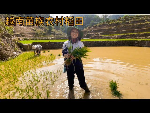 Vietnam Rice Field 越南苗族农村稻田