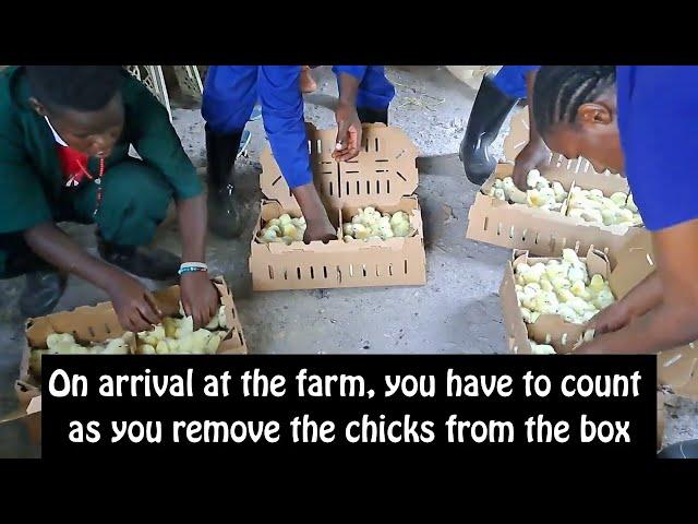 Care of day old chicks in brooder