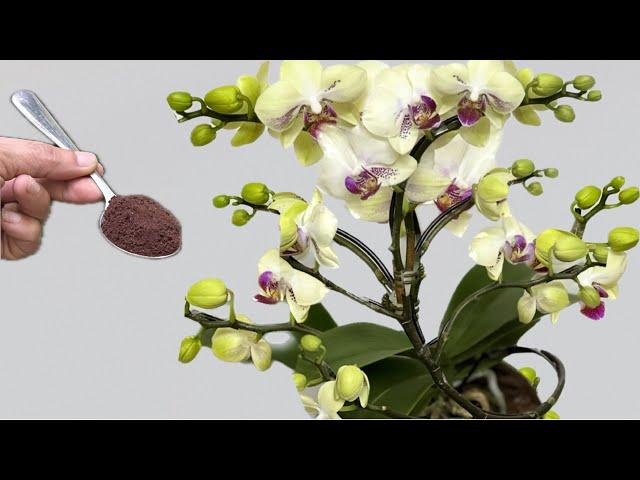 Just sprinkle once! Orchids immediately bloom all year round in this easy way