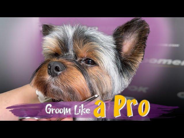 Yorkie Grooming Tutorial | Step-by-Step Yorkie Grooming Guide for Beautiful Haircuts | Watch Now!