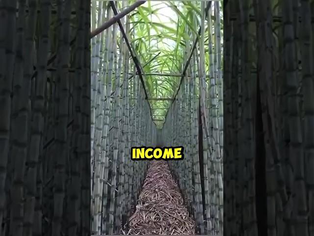 Chinese unique method for sugar cane farming #farming #shorts #short