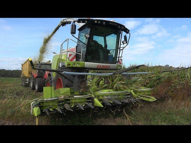 Loonbedrijf Reimink in Daarle aan het mais hakselen met Claas Jaguar 950, Terberg en MF (2019)