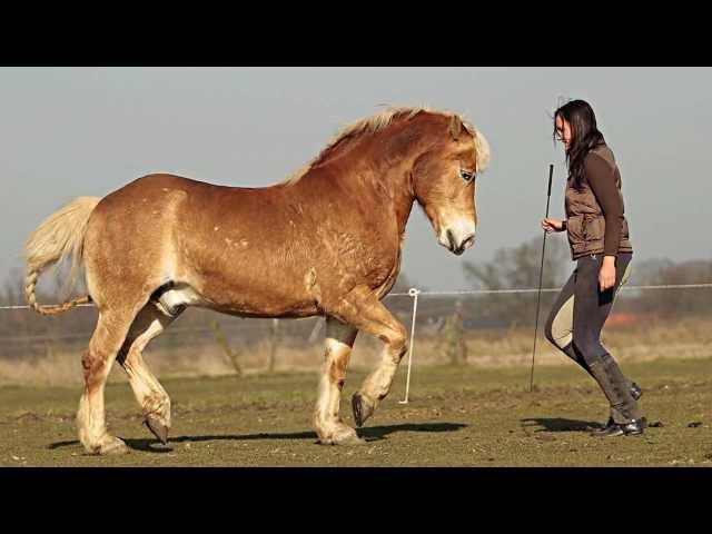 [PICTURES] Haflinger Shilas & Eva Roemaat