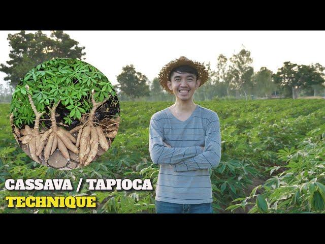 "Revolutionizing Agriculture:The Incredible Cassava Cultivation, Harvesting, and Processing Process"